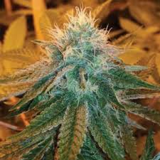 An image of Watermelon OG