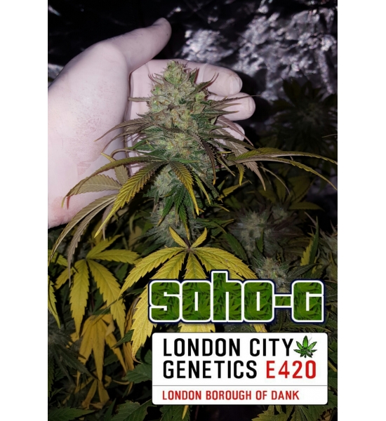 An image of SohoG