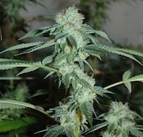 An image of Underdog OG