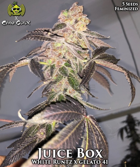 An image of Juice Box