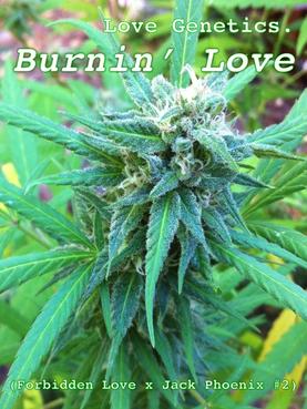 An image of Burnin’ Love