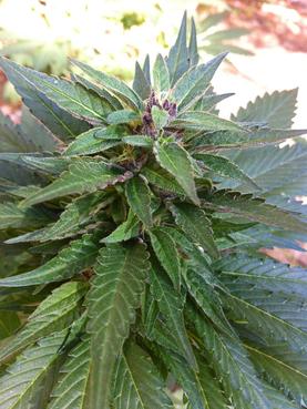 An image of Cali Lavender