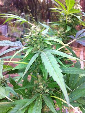 An image of Purple Dragon Kush