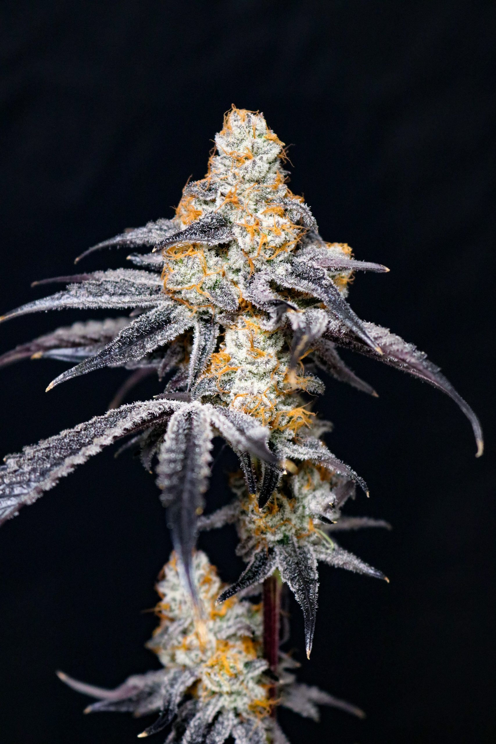 An image of Blueberry Rose