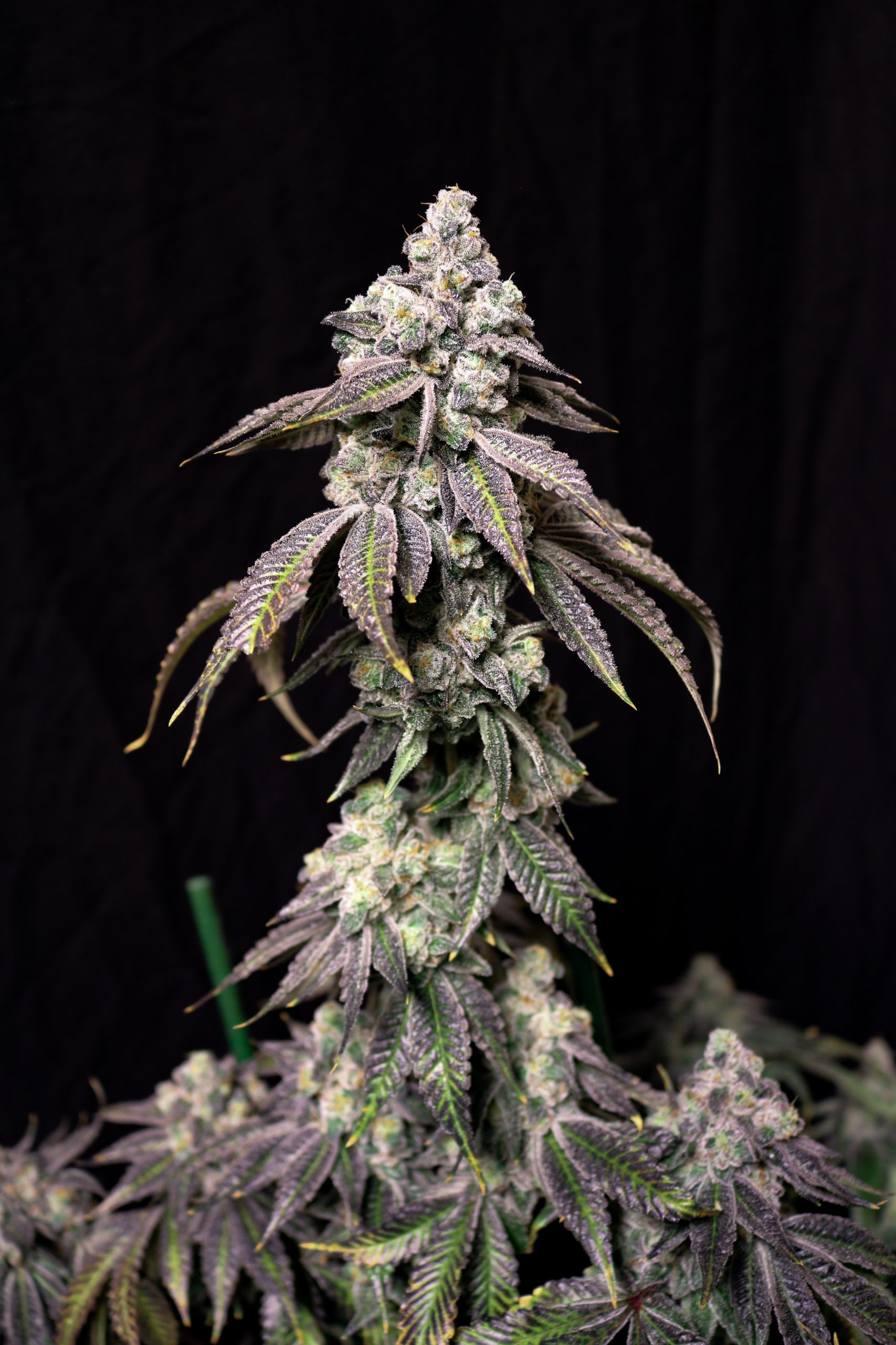 An image of Blueberry Fudge