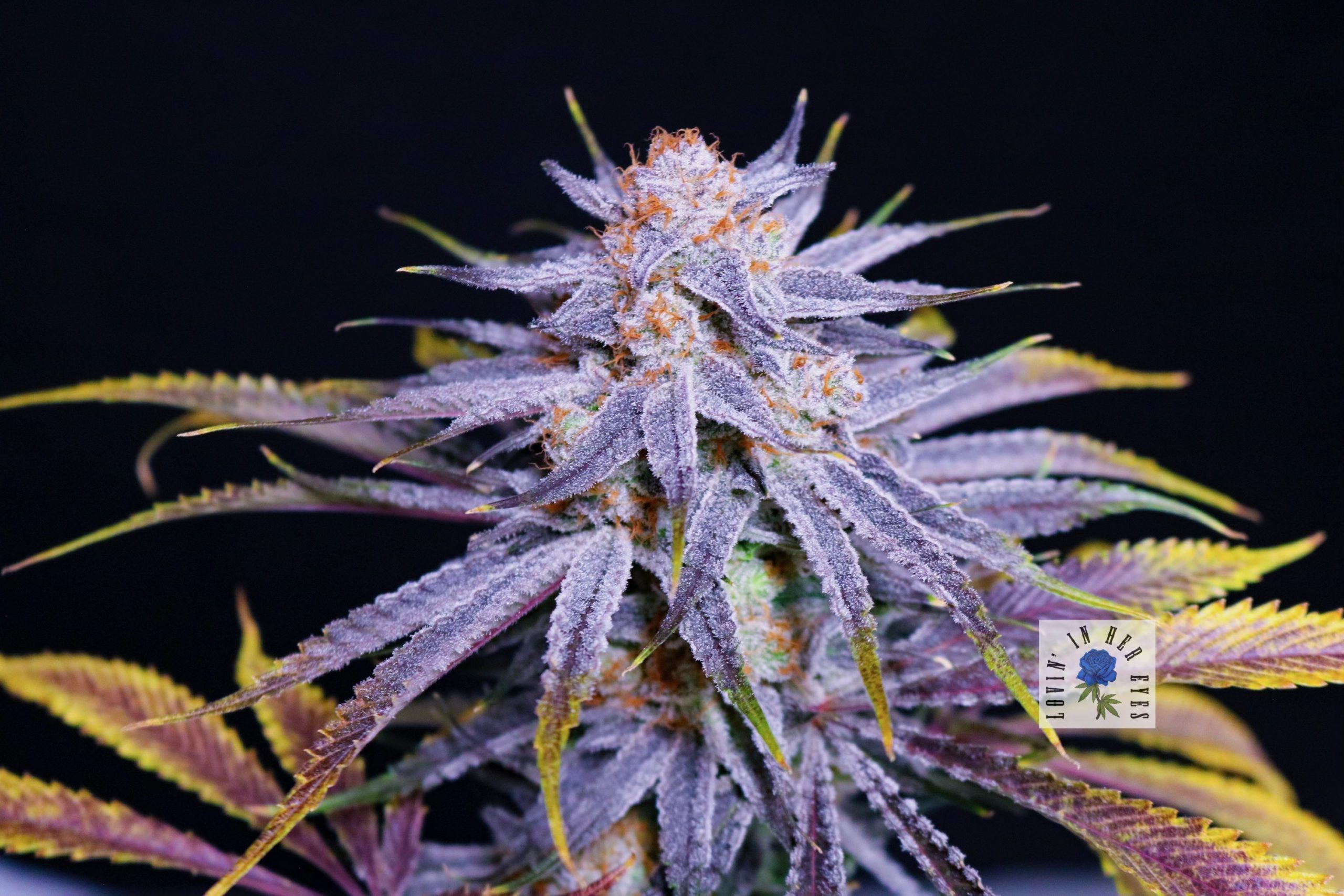 An image of Blueberry Buzzana