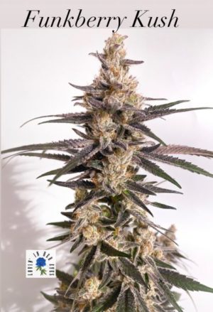 An image of Funkberry Kush