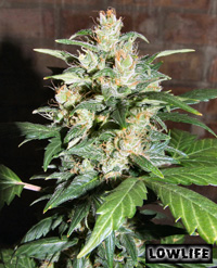 An image of Auto AK47 x Auto Blueberry F1