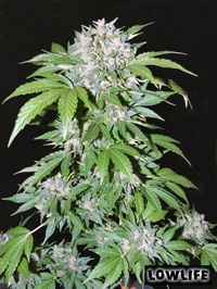 An image of Automatic AK47