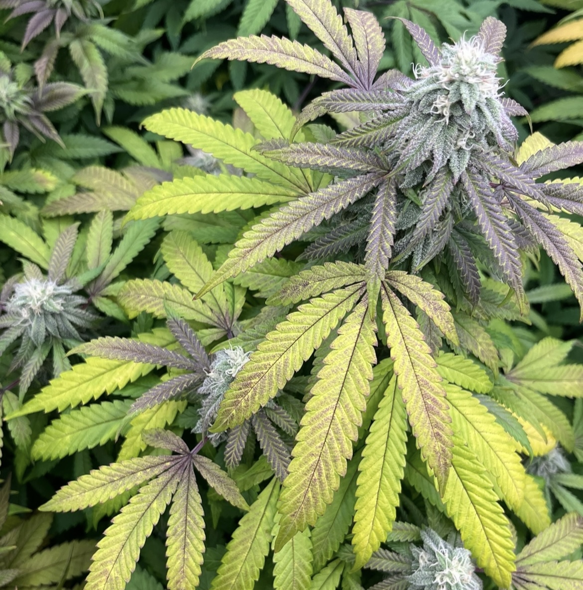 An image of The Grape Gas-B