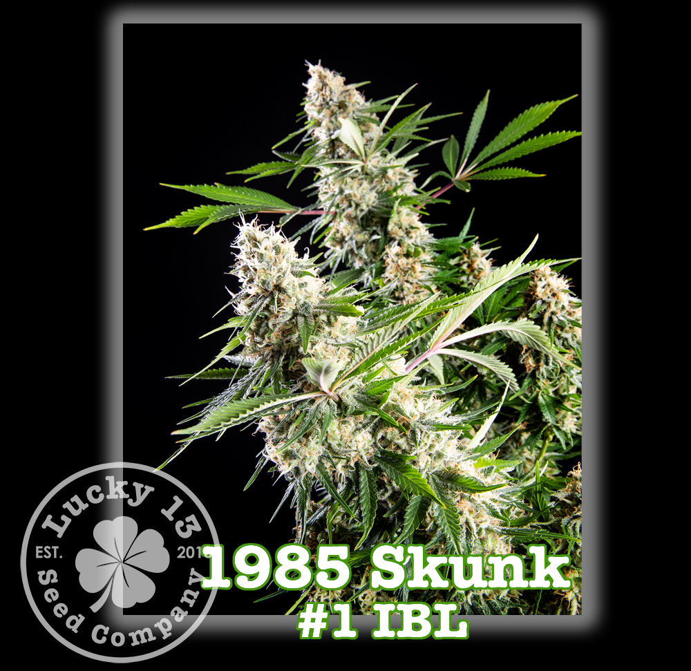 An image of 1985 Skunk #1 IBL