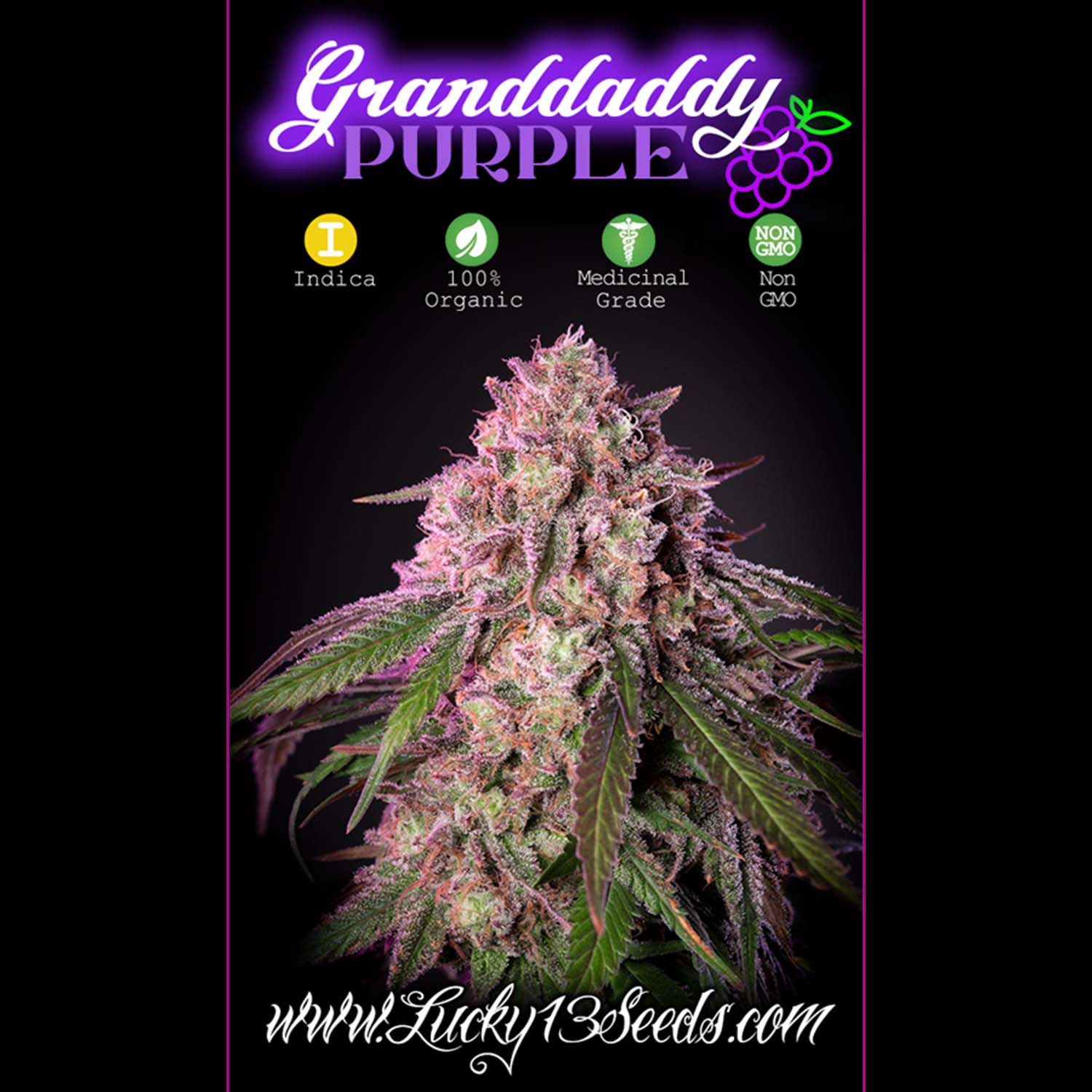 An image of Granddaddy Purple