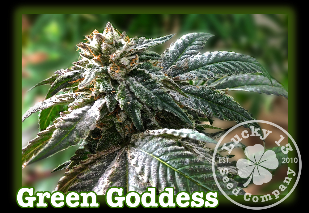 An image of Green Goddess