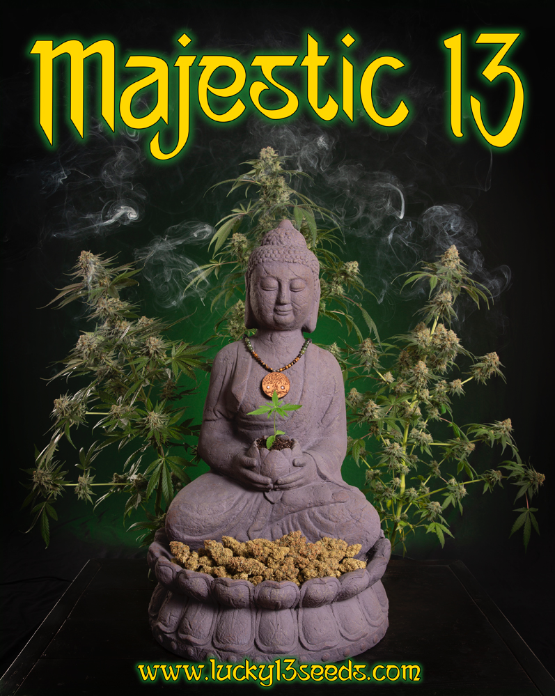 An image of Majestic 13
