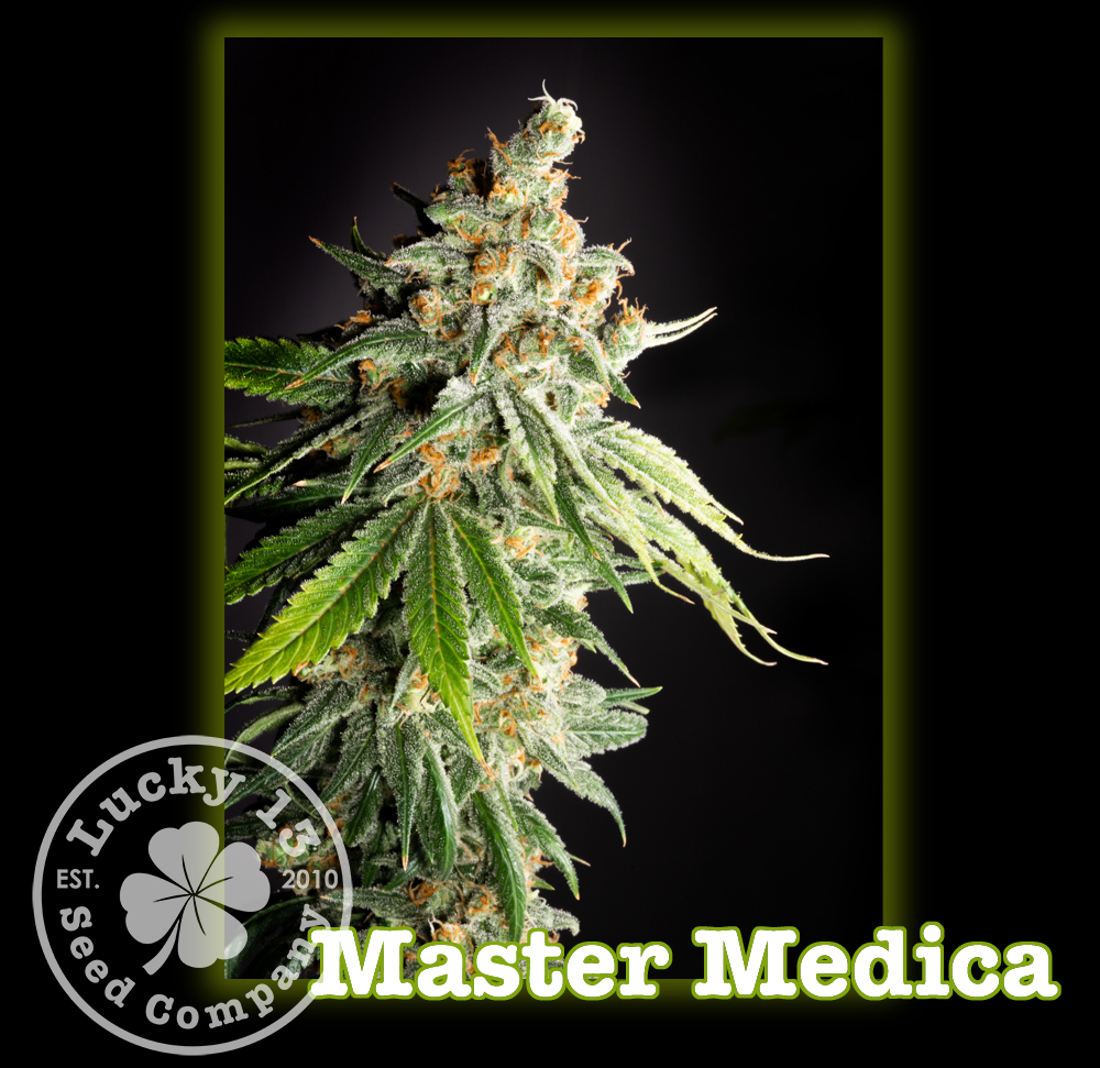 An image of Master Medica