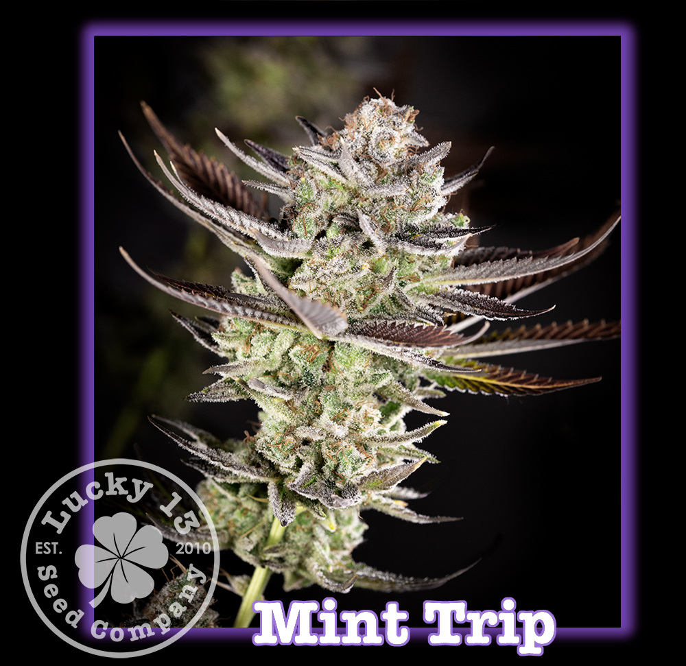 An image of Mint Trip