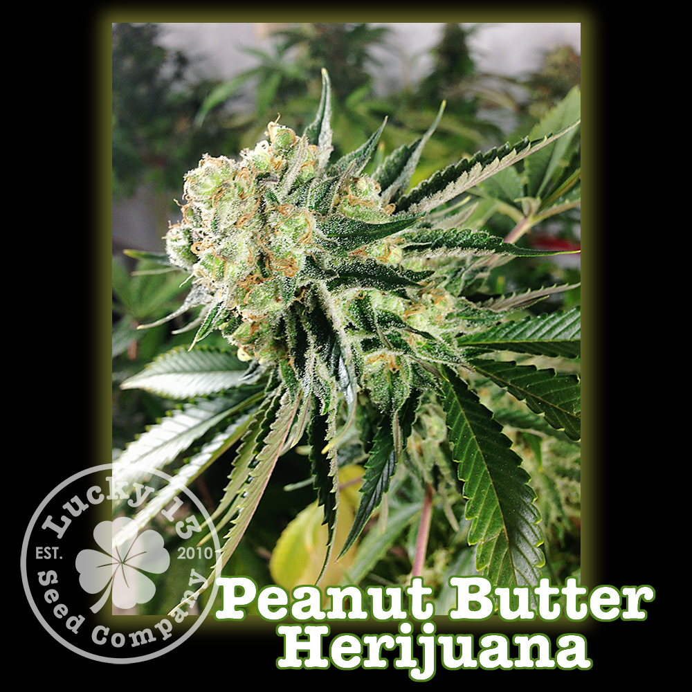 An image of Peanut Butter Herijuana
