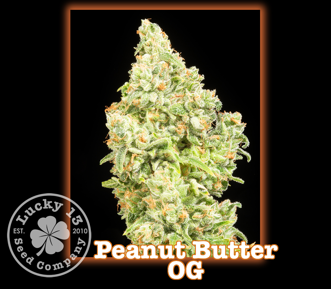 An image of Peanut Butter OG