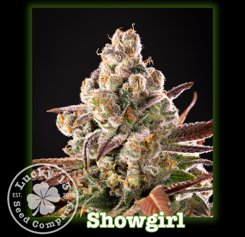 An image of Show Girl