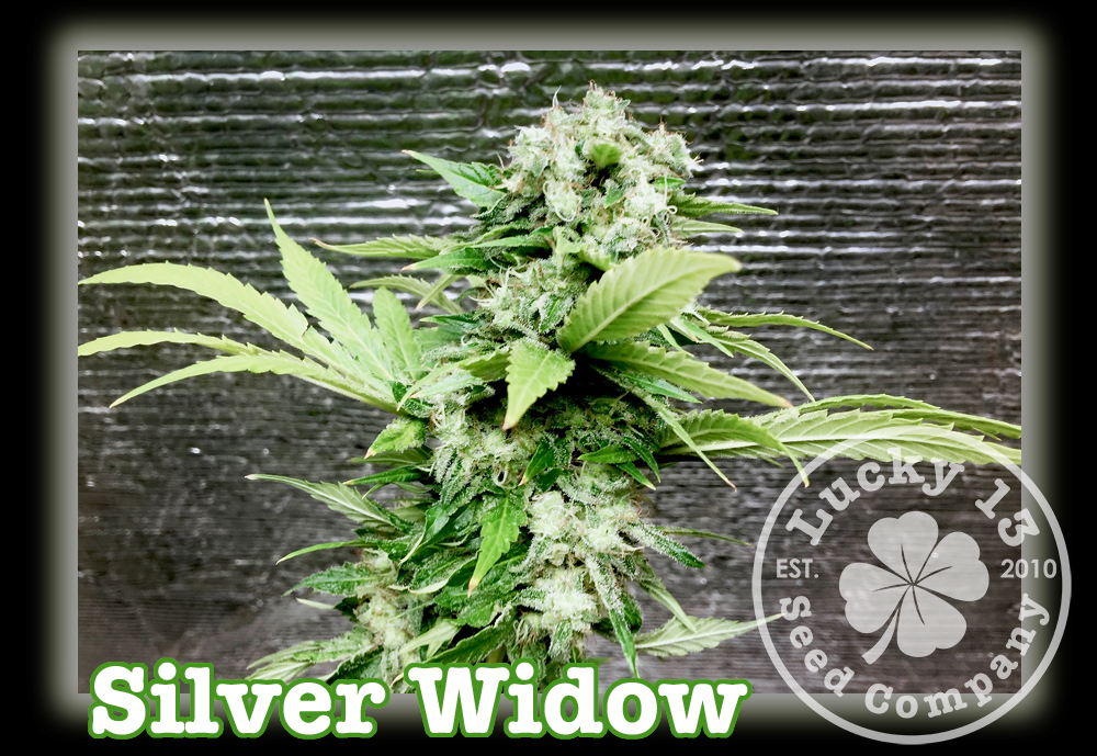 An image of Silver Widow