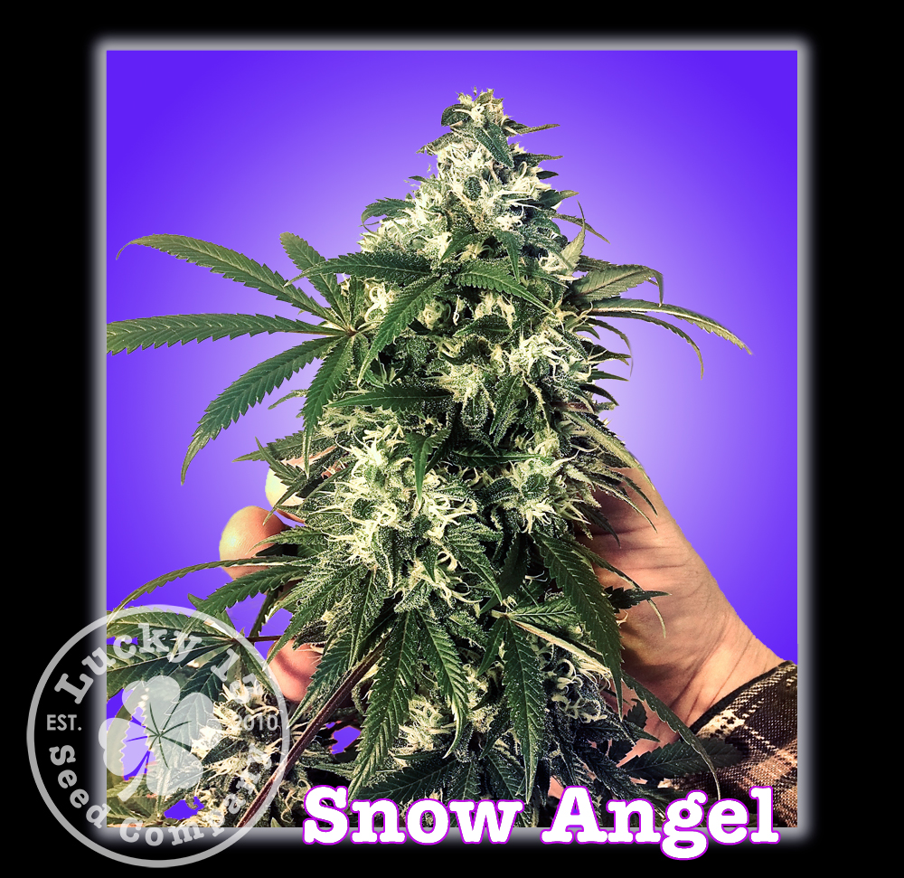 An image of Snow Angel