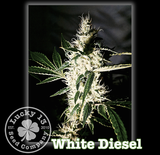 An image of White Diesel