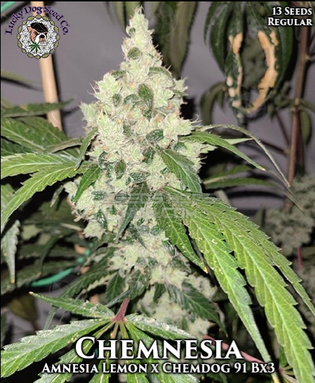 An image of Chemnesia
