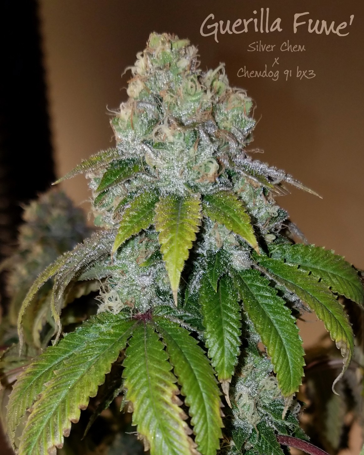 An image of Guerilla Fume