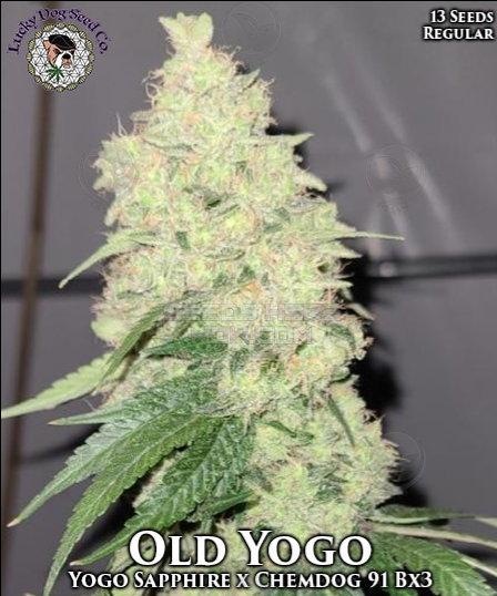 An image of Old Yogo