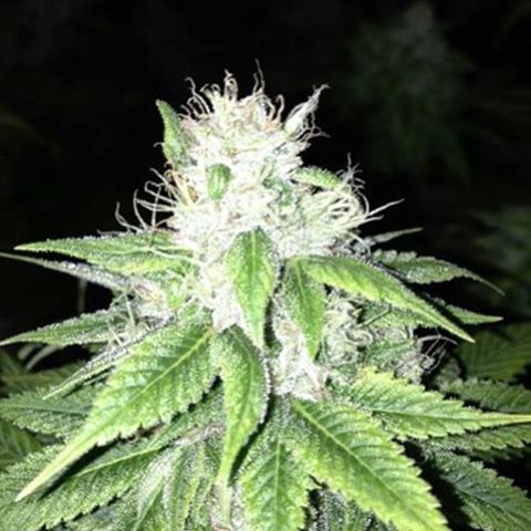 An image of Stoney Creek O.G.