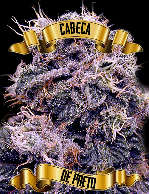 An image of Cabeca de Preto