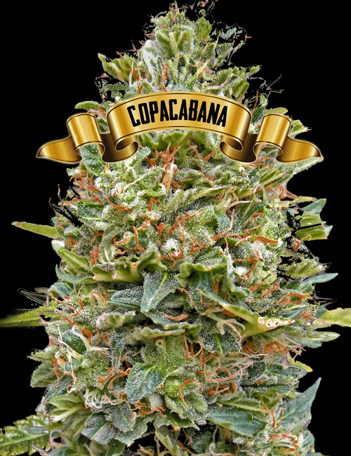 An image of Copacabana