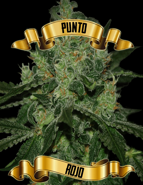 An image of Punto Rojo