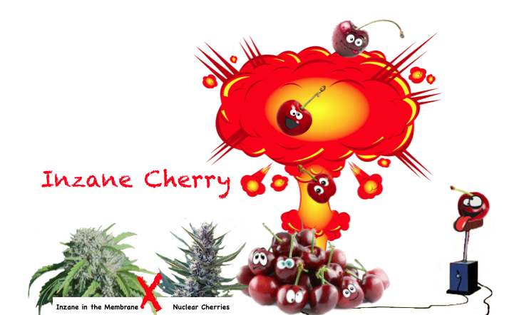 An image of Inzane Cherry