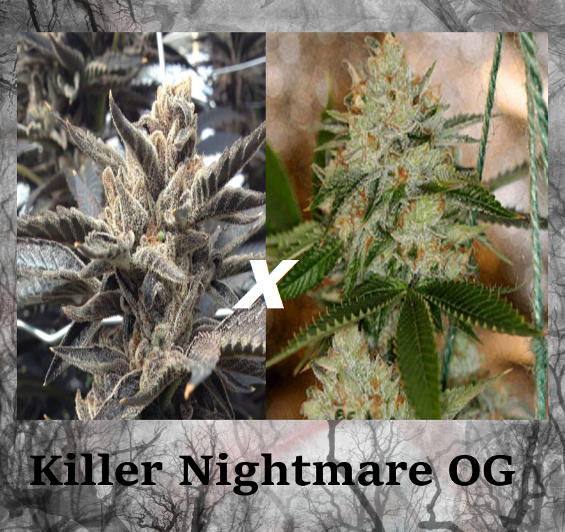 An image of Killer Nightmare OG