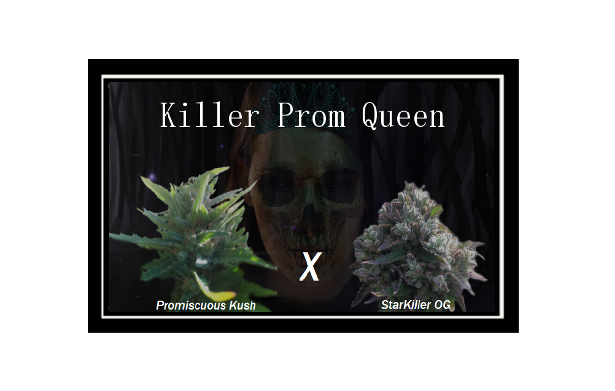 An image of Killer Prom Queen