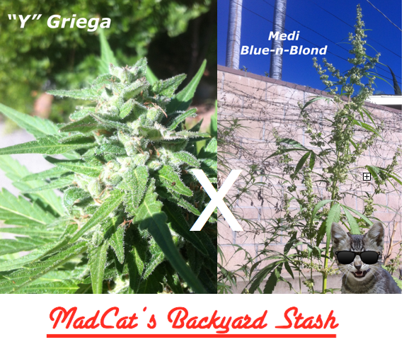 An image of Medi Griega