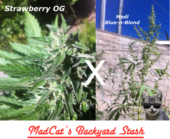 An image of Medi Strawberry OG