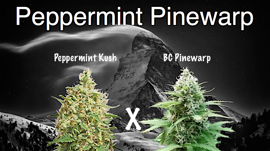 An image of Peppermint Pinewarp