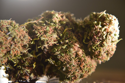 An image of Purple HAS.OG #2