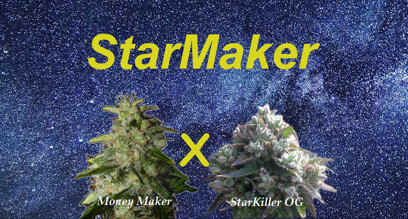 An image of StarMaker