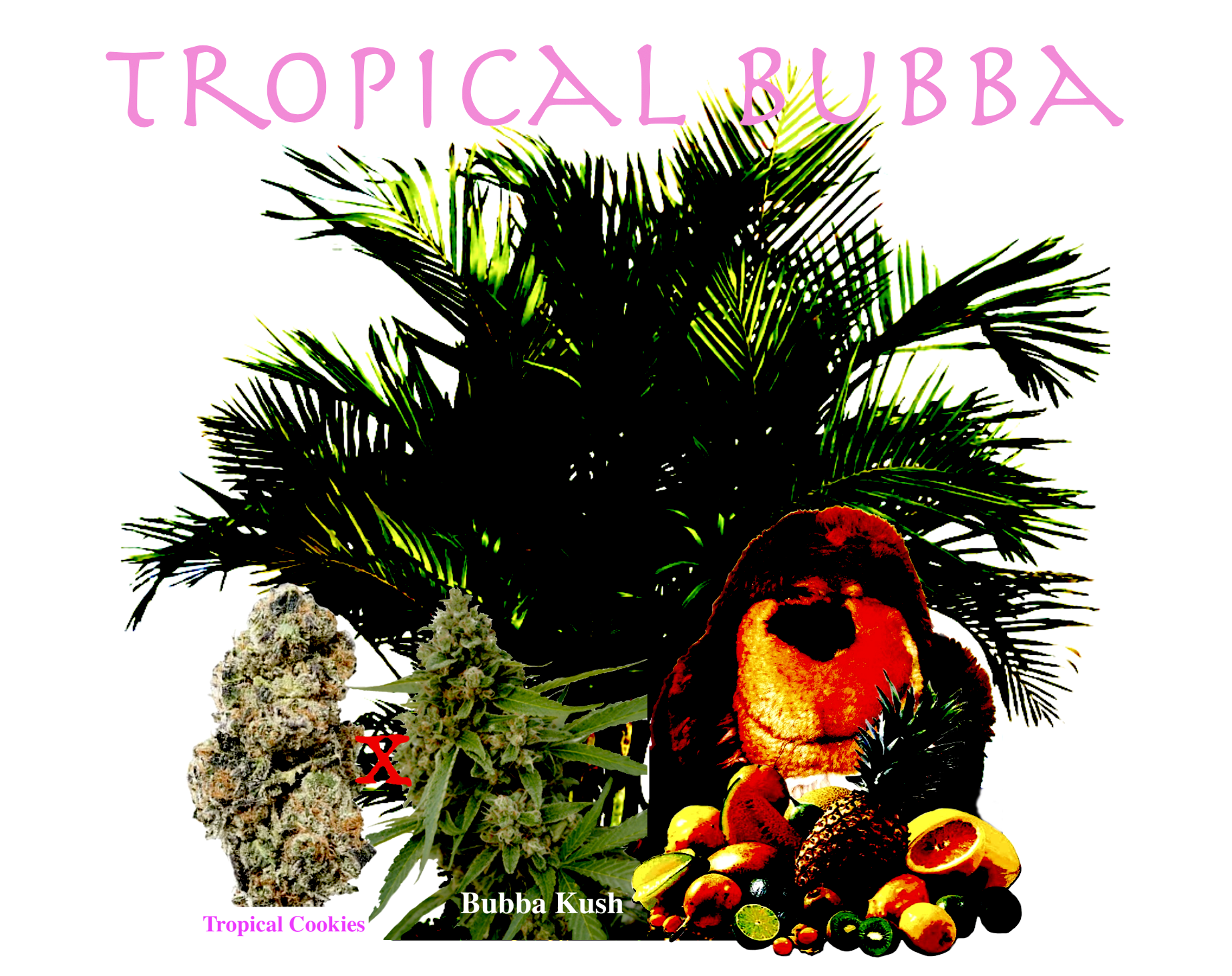 An image of Tropical Bubba