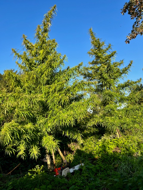 An image of MadMac's Outdoor Haze