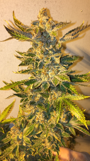An image of Banana Cream Cake