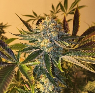 An image of Platinum Cheese Cake