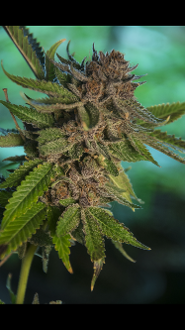 An image of Purple Cake