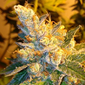 An image of Tangie Cake