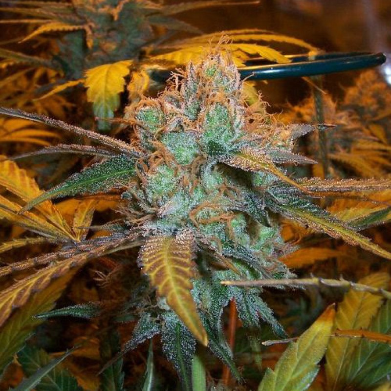 An image of Lavender Queen