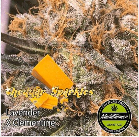 An image of Lavender x Clementine