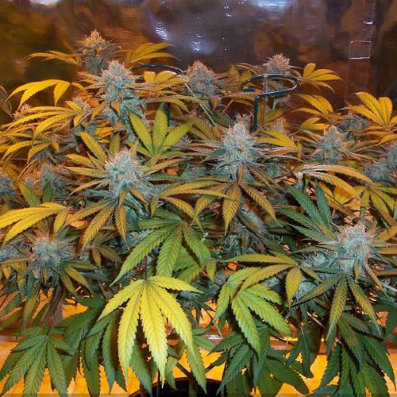 An image of Madds Urkle Queen